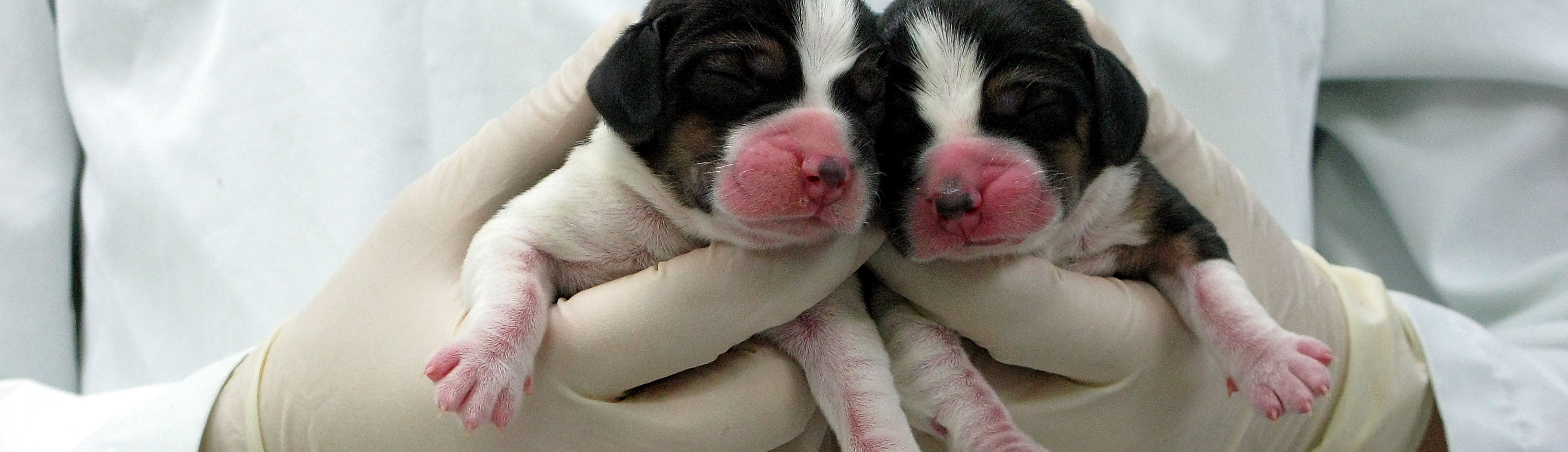 How Can Stems Cells Help The Dog