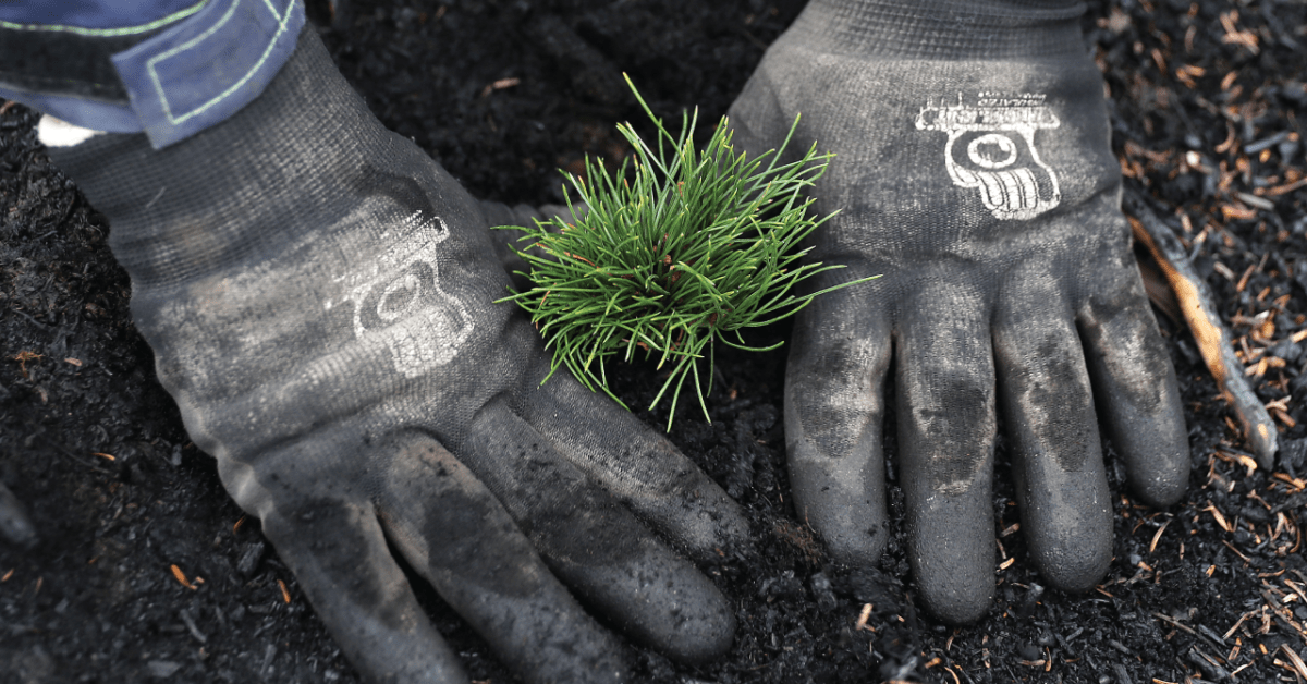Image shows a nursery manager plants a whitebark pine at Glacier National Park in Montana in September 2019, part of an effort to restore vegetation threatened by climate change. (Chip Somodevilla/Getty Images)