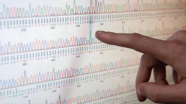 Image shows an employee observes DNA sequencing at the functional genomics laboratory of the Bochkov Research Center for Medical Genetics in Moscow. (Ivan Yudin/TASS via Getty Images)