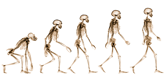 Charles Darwin Evolution Chart