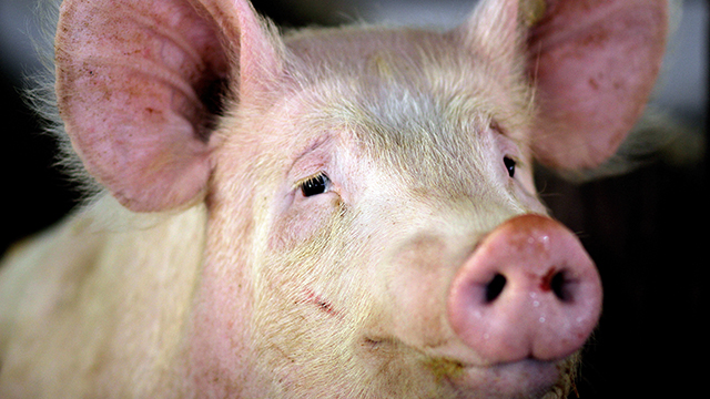 57% of Americans say growing human transplant organs in animals is OK | Pew Research Center 57% of Americans say growing human transplant organs in animals is OK | Pew Research Center