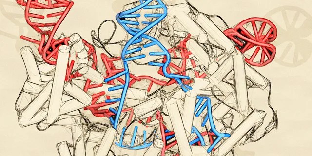 Many Americans are wary of using gene editing for human enhancement