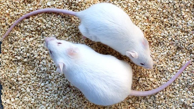 USA – Science – Genetically Altered Muscle Mice