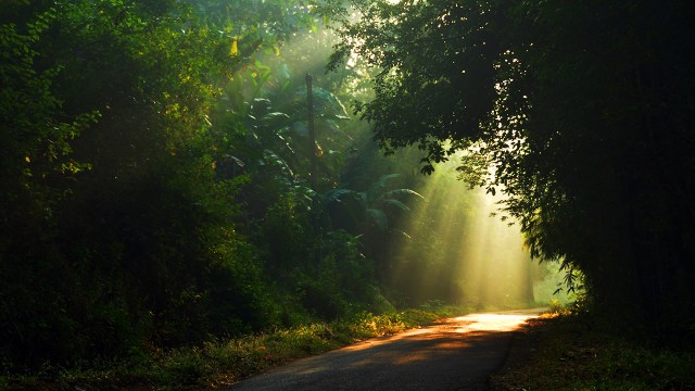 Morning sun light rays piercing through the trees