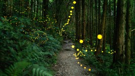 Fireflies glow in the forest in rural Japan.