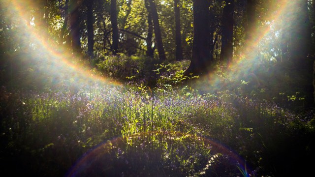 Woodland with Bluebells in the early evening light