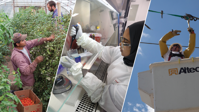 A worker harvests greenhouse cherry tomatoes. A scientist prepares a DNA lab sample. An electrical worker repairs a high voltage power line. (Center: John Tlumacki/The Boston Globe; others, Jim West/UCG/Universal Images Group; all via Getty Images)