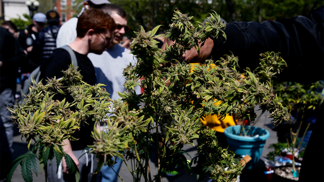 A marijuana plant in New York City's Washington Square Park on April 20, 2023. (Leonardo Munoz/VIEWpress)