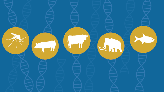 Most Americans Accept Genetic Engineering of Animals That Benefits Human  Health, but Many Oppose Other Uses | Pew Research Center